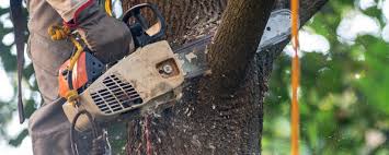 Best Lawn Watering Services  in Pleasant Hill, OH