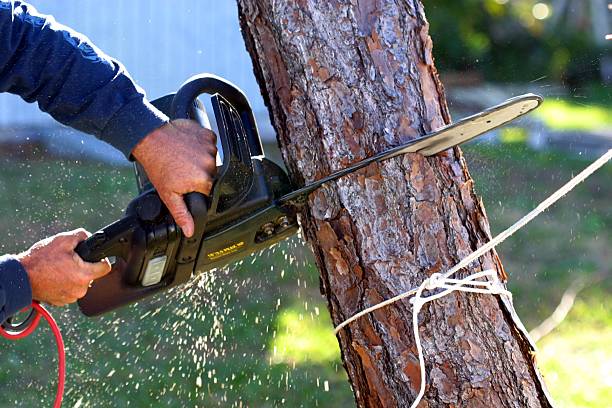 Best Root Management and Removal  in Pleasant Hill, OH