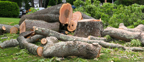 Best Tree and Shrub Care  in Pleasant Hill, OH