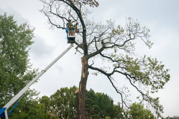 Best Stump Grinding and Removal  in Pleasant Hill, OH