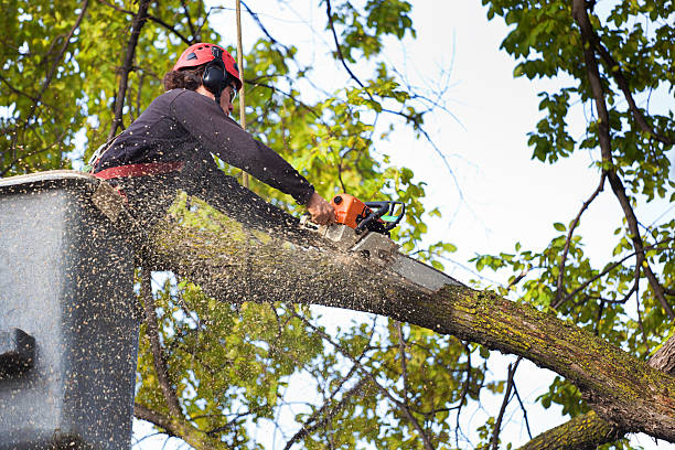 Best Emergency Tree Removal  in Pleasant Hill, OH