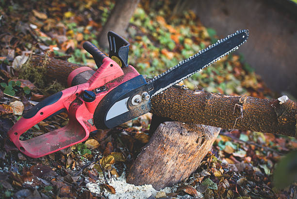 Best Tree Maintenance Programs  in Pleasant Hill, OH